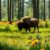 Białowieża z dzieckiem: jak bezpiecznie i ciekawie zobaczyć żubry oraz atrakcje przyrodnicze Puszczy Białowieskiej
